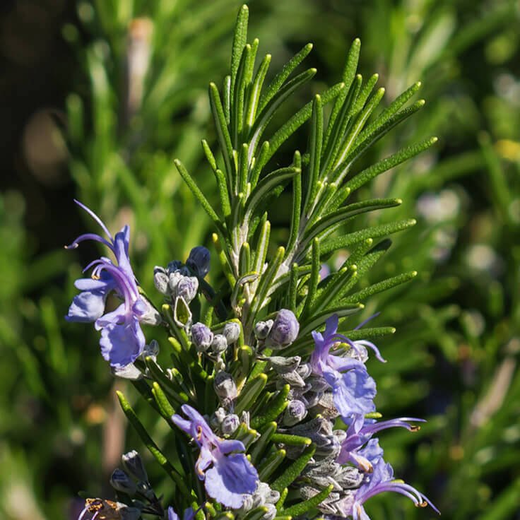 Steam Distillation Camphor Essential Oil