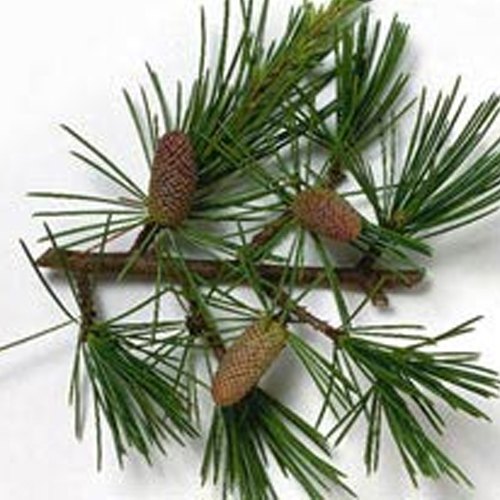 Katyani Exports Cedarwood Oil