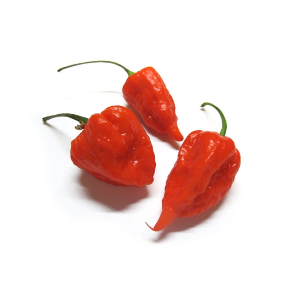 Red Assam Bhut Jolokia Or Ghost Chilli