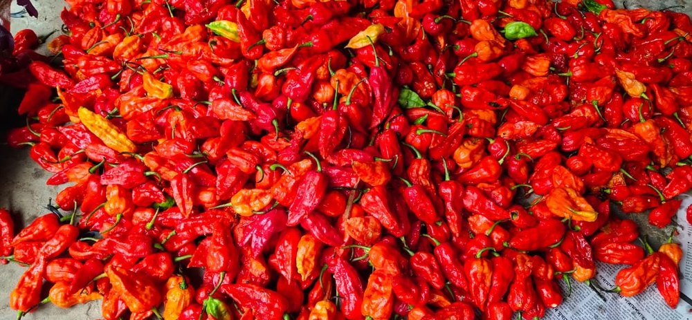 Ghost Pepper/Bhut Jolokia/Naga Marich