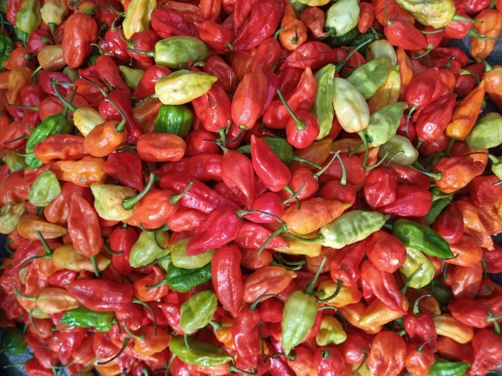 Local Red Bhut Jolokia, Packaging: Carton, Packaging Size: 20 kg