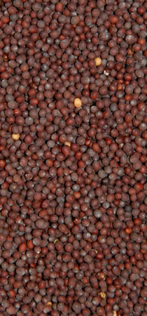 Essential Oil Of Mustard
