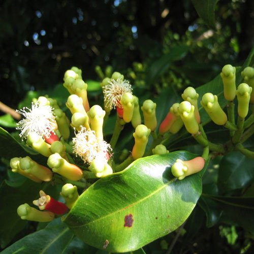 Katyani Exports Steam Distillation Organic Clove Oil