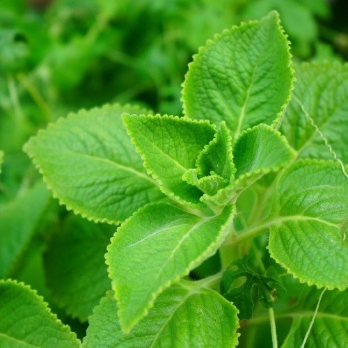 ARASU TRADERS HERBAL KARPOORAVALLI / AJWAIN LEAF POWDER, Packaging Type: Packet, Packaging Size: 50g