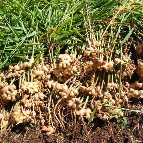 Yellow Root Organic Ginger Oil