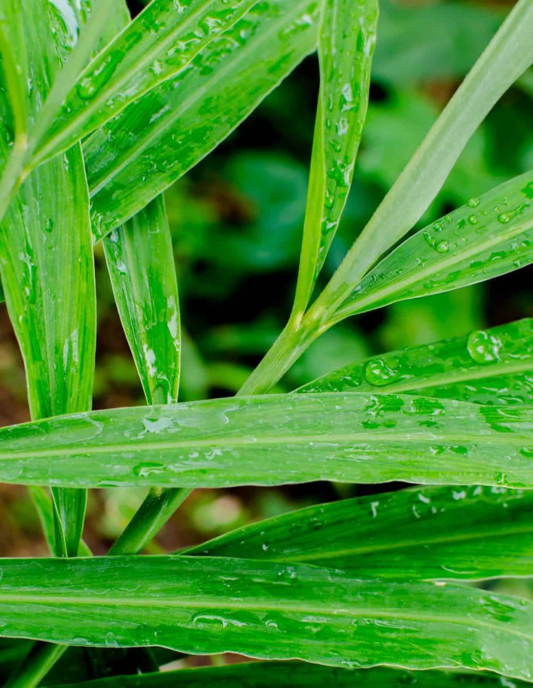 Cymbopogon Martini Ginger Grass Essential Oil
