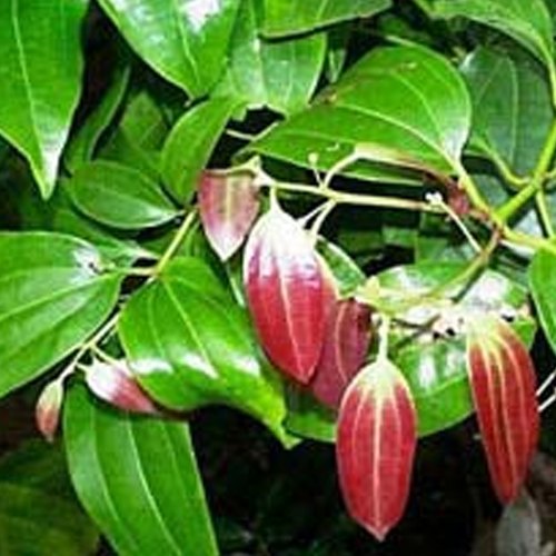Katyani Exports Organic Cinnamon Leaf Oil