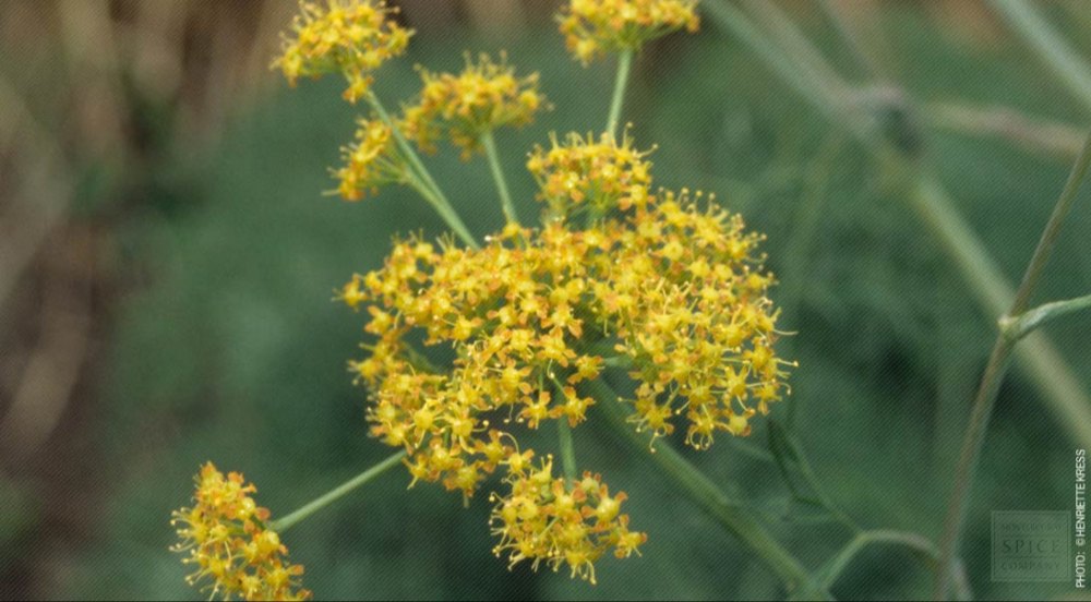 KATYANI EXPORTS Ferula assa-foetida Asafetida Oil, Packaging Type: Container