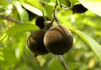 Chaulmoogra Oil, Packaging Size: 1-50 Kg