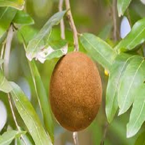 Chaulmoogra Oil, For More