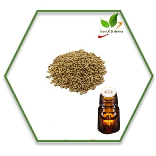 Coriander Oil