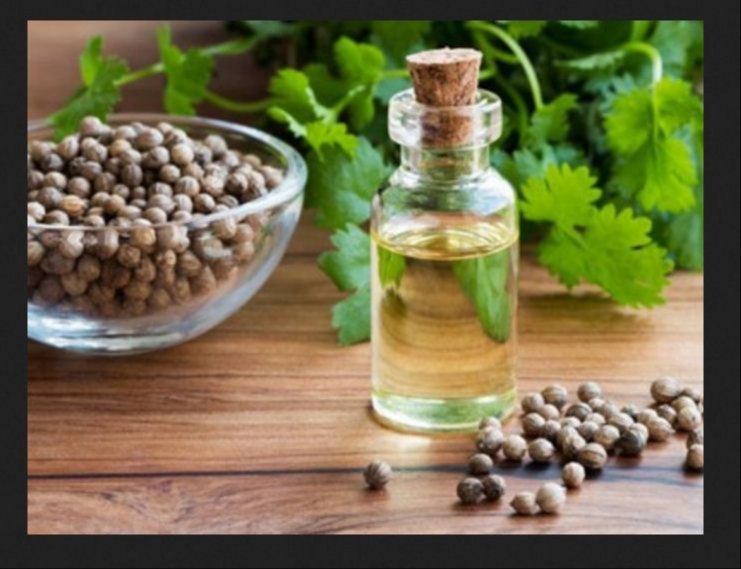 Coriander Oil