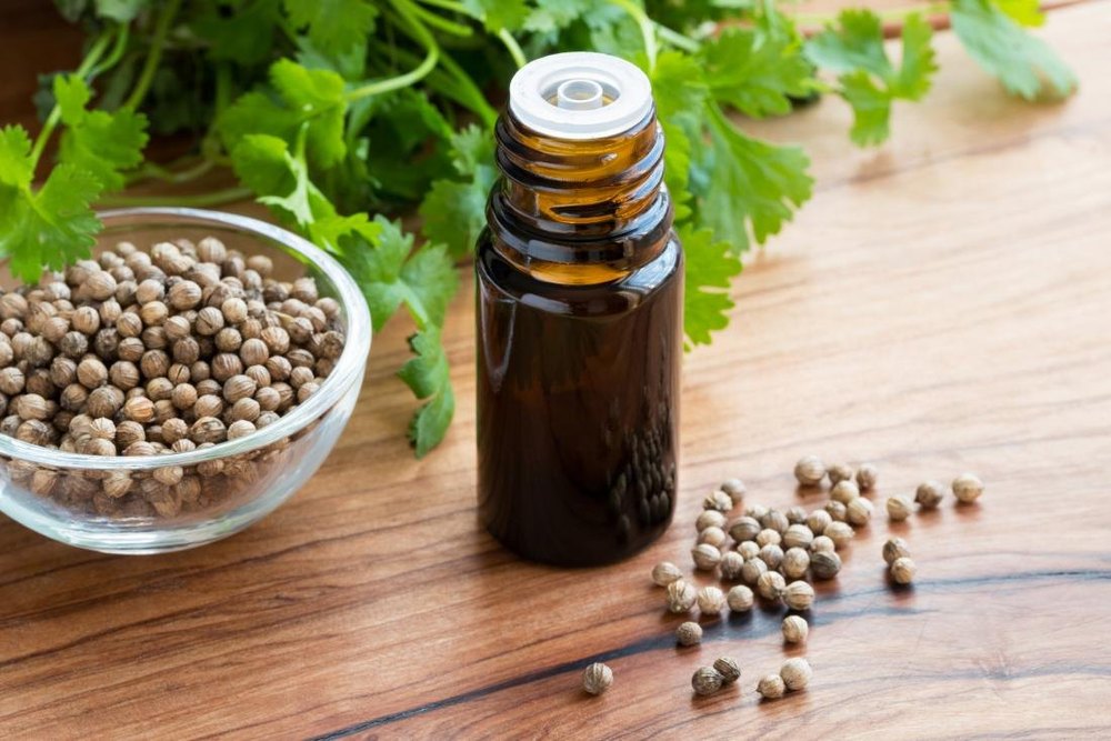Leaves, Seeds Coriander Oil (Coriandrum Sativum), For Aromatherapy