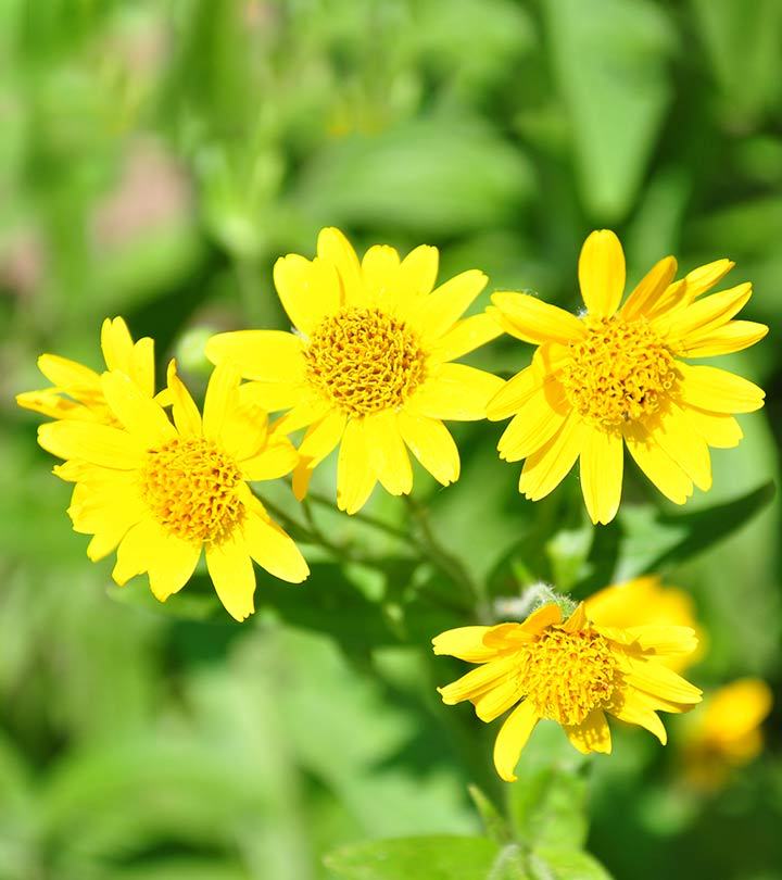 JOHN ROMAS Arnica Liquid Extract
