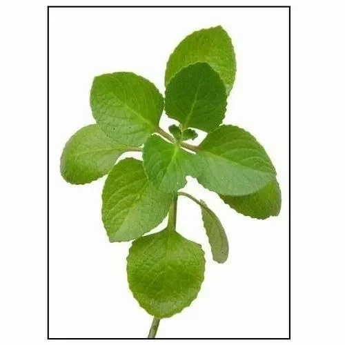 Oregano Essential Oil