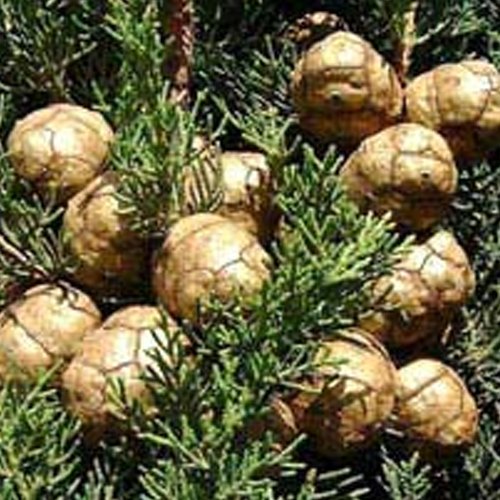KATYANI EXPORTS Ambrette Seed Oil