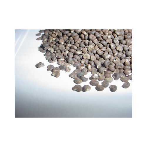 Ambrette Seed (Musk) Oil Select