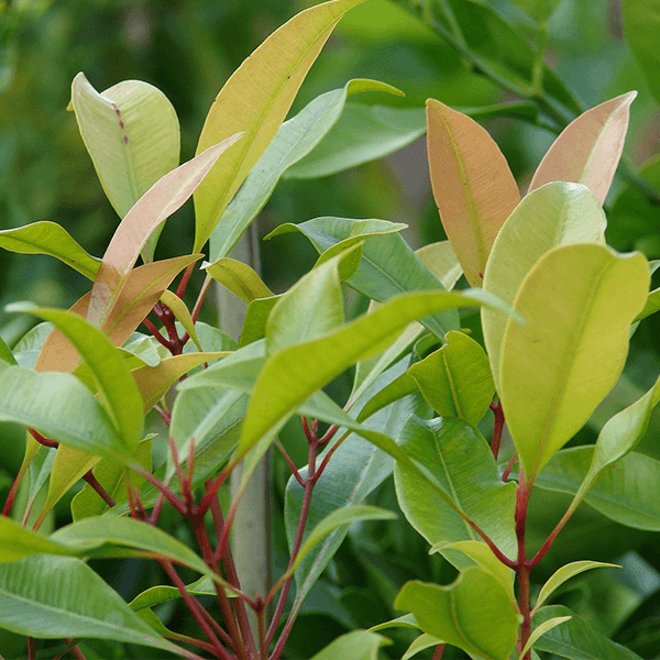 Clove Leaf Indonesia Oil