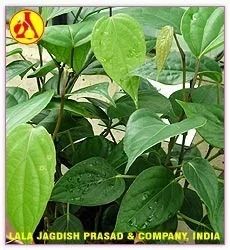 Cubeb Oil