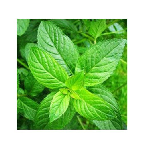 Mint Leaf Oil, 20 Kg