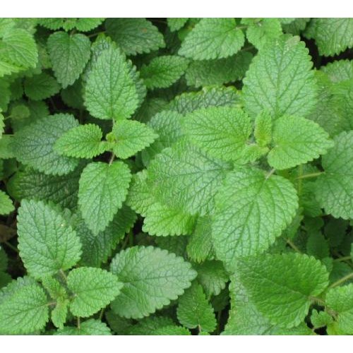 Menthol Flakes, Packaging Size: 25 Kgs