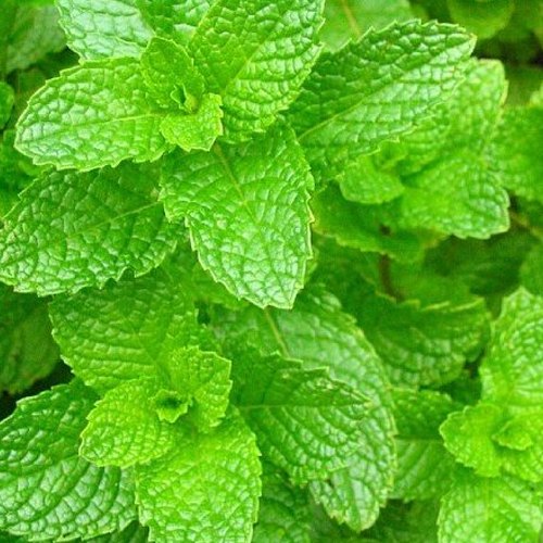 Sivaroma White Menthone Oil