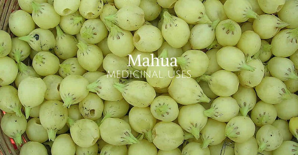 Mahua Oil