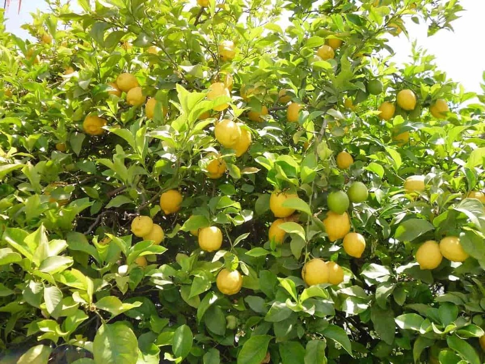 Lemon Oil