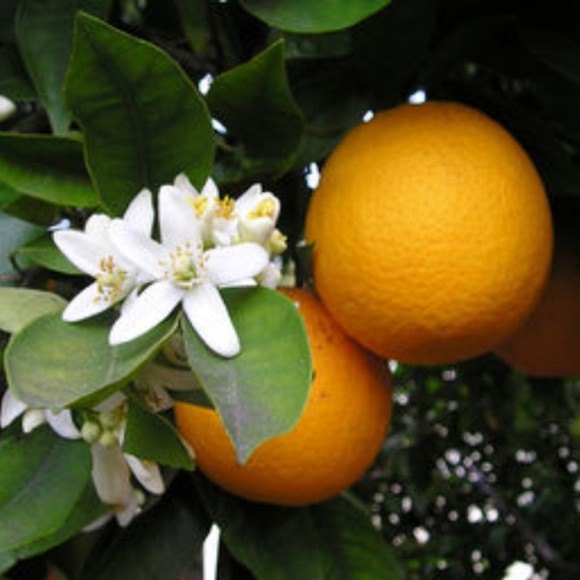 Citrus Sinensis Sweet Orange Oil For Pharma