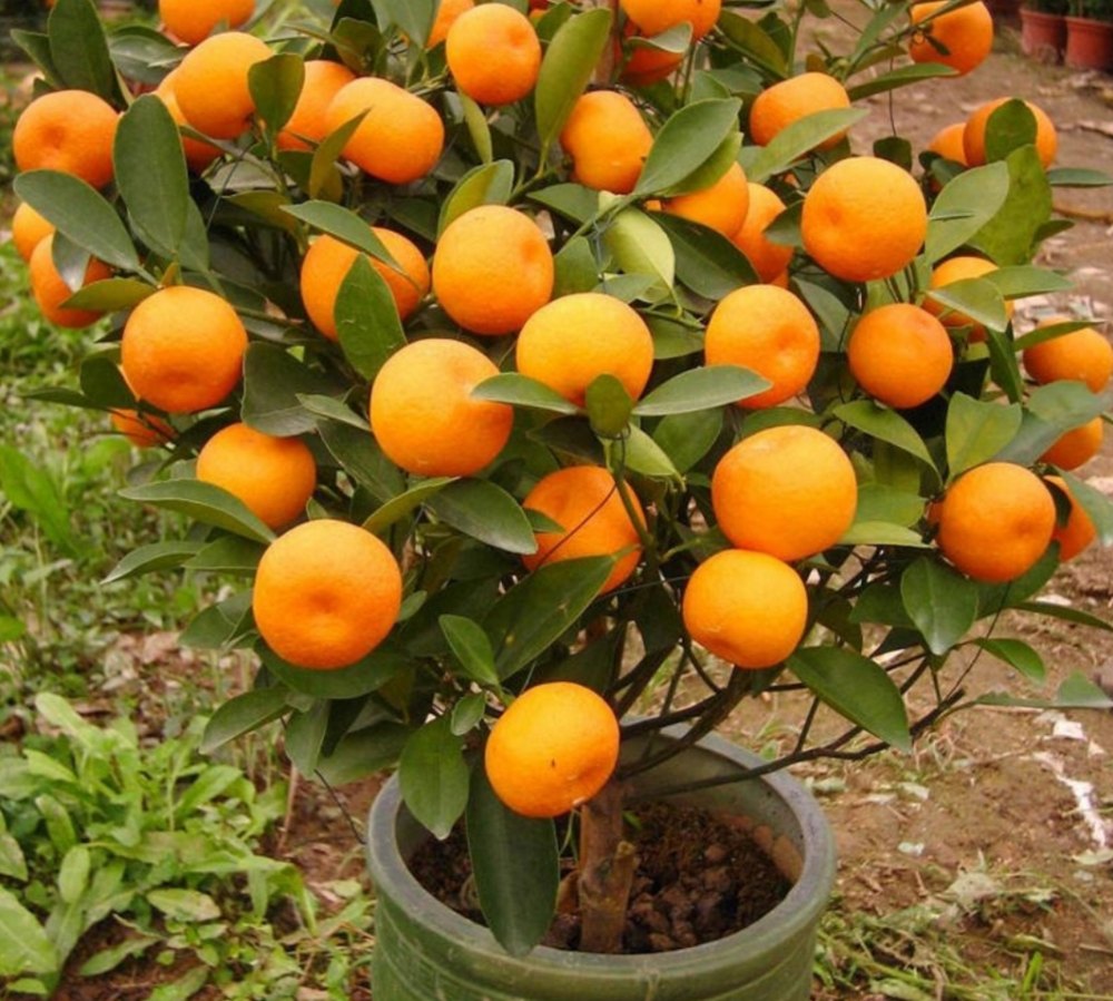 Liquid Citrus Bergamia 100% Natural Mandarin Essential Oil, For Skin Care, Packaging Type: Hdpe Bottle