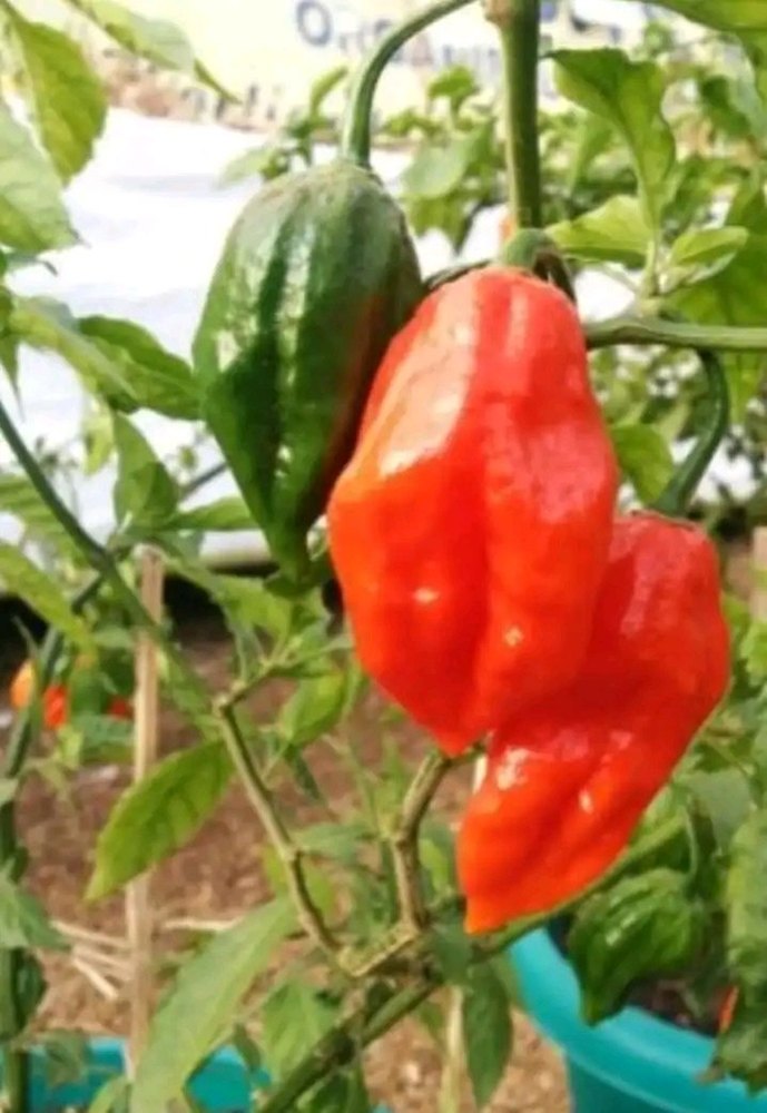 Assam Boot Jolokia Plant, King chilli, Packaging: Carton