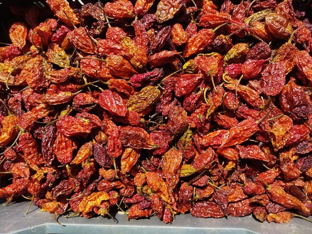 Red Dry Ghost Pepper, Pesticide Free (for Raw Products), Packaging: Loose