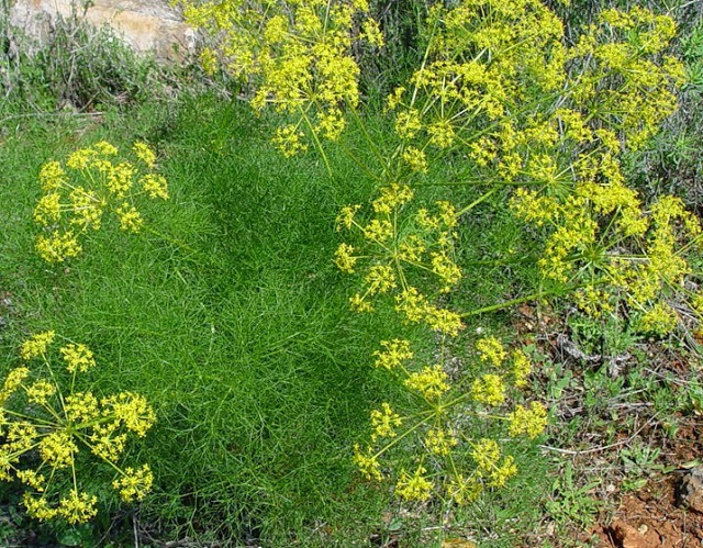 Dill Oil BP