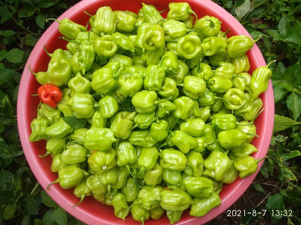 Unda Mulagu, Mundu Chilli, Mali Chilli, Ghee Chilli, Bhut Jolokia, king naga, lantern chilli,