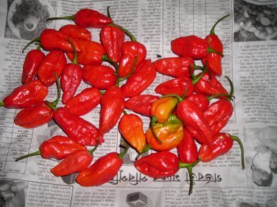 Bhut Jolokia, Packaging: Plastic Bag or Polythen, No Preservatives