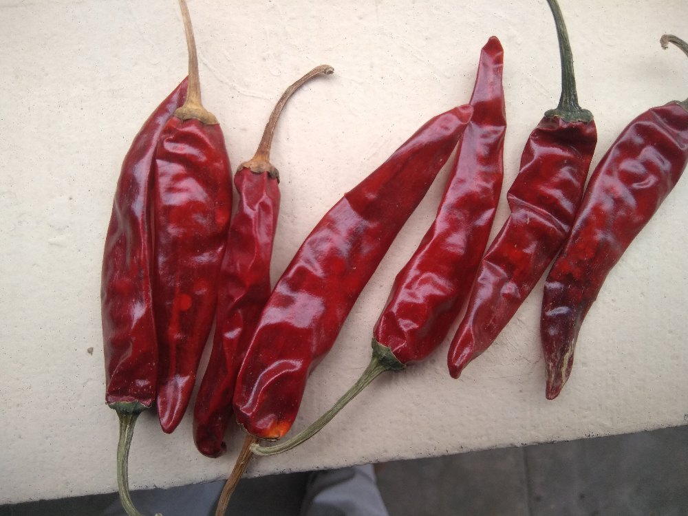 Endo5 Pramoda Red Pepper