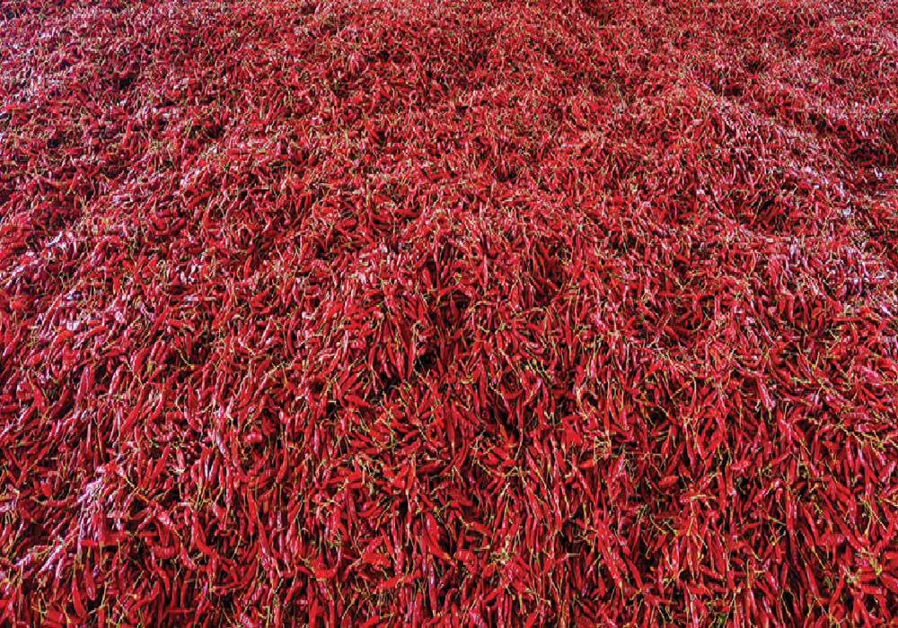 5% Teja Dry Red Chilli