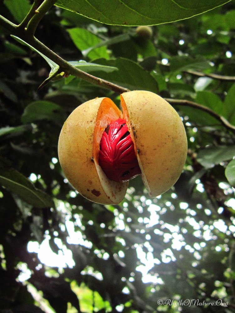 Liquid Form Myristica Fragrans Nutmeg Oil India, For Aromatherapy
