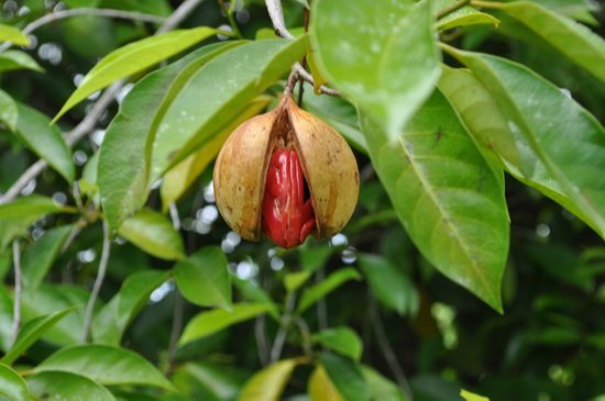 Myristica Fragrans 99.9% Organic Nutmeg Oil, For Pharma and Food
