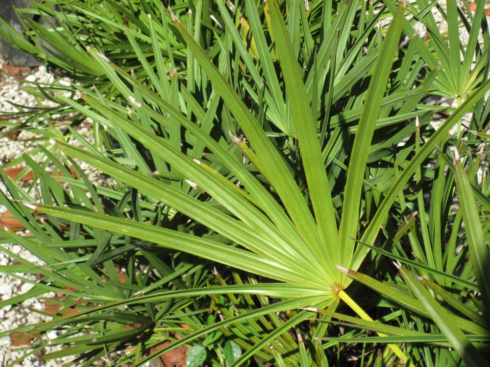 Saw Palmetto Oil