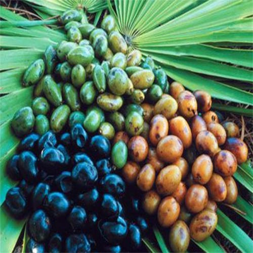 Kamakhya Saw Palmetto Oil, For Food, Pharma, Packaging Size: 5/25 Liter