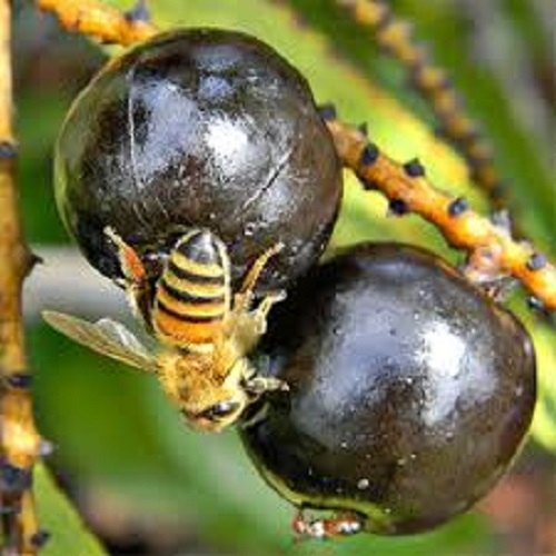 Saw Palmetto Oil, Packaging Type: Aluminium Bottles, Hdpe Carboy