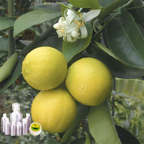 Citrus Oil