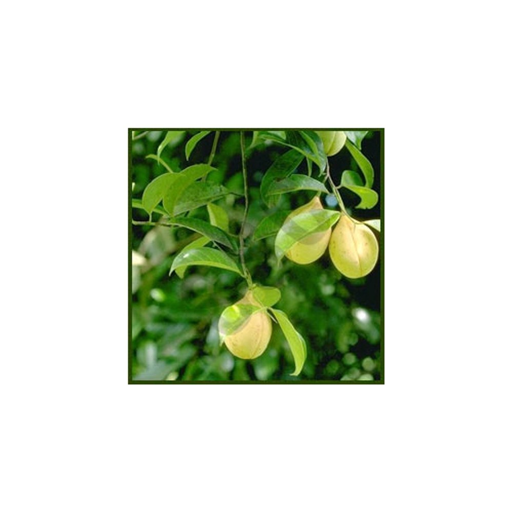 Standard Mace Oleo Oil