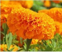Marigold Oleoresin