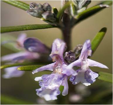 Rosemary Flower Oloeresin