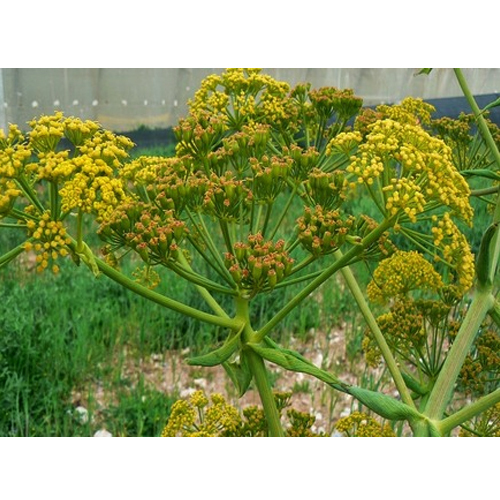 Asafoetida Oleoresin