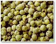 Dehydrated Green Pepper