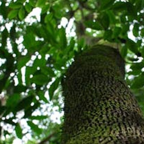 Myroxylon pereirae Dark brown Tolu Balsam Oil, For Aromatherapy