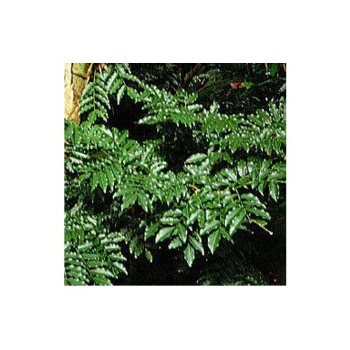 Tolu Balsam Absolute Extra Oil, Packaging Size: 100 Ml/250 Ml/500 Ml/1 Ltr